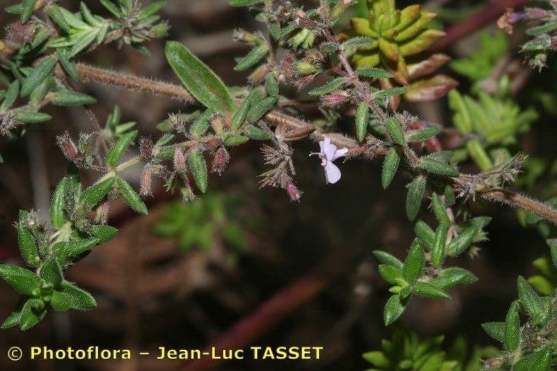 Micromeria 21