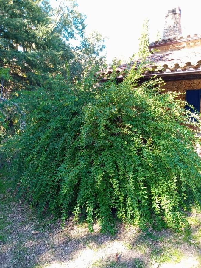 Winterjasmin 14