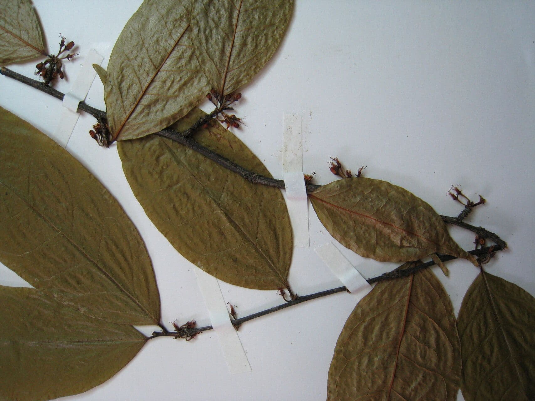 Erythroxylum