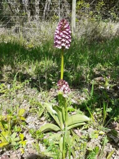 Orchide maggiore 14