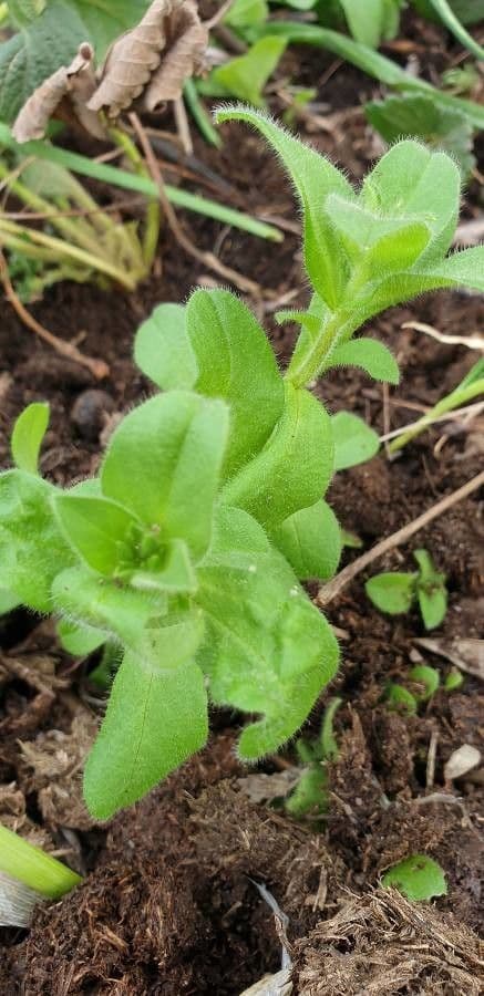 Bärtiges Hornkraut 17