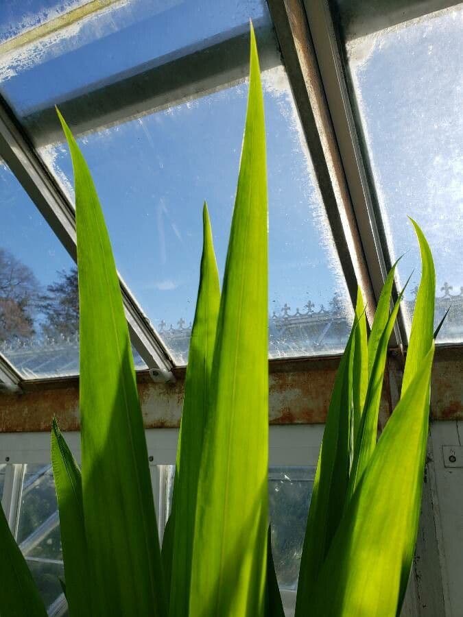 Watsonia 3