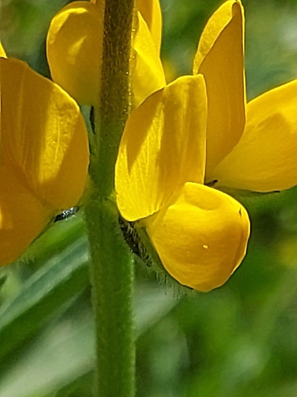 Gelbe Lupine 6