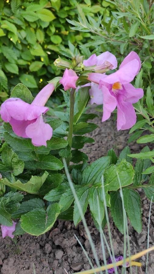 Fiore trombetta cinese 6