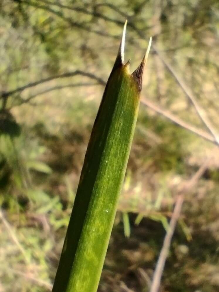 Lomandra 19