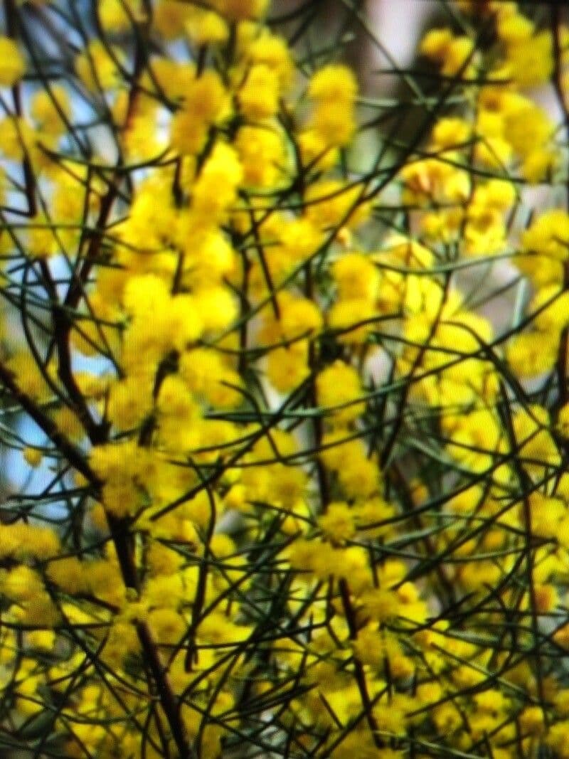 Acacia de corteza rizada 2