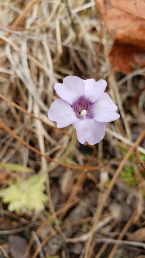 Pinguicula pumila