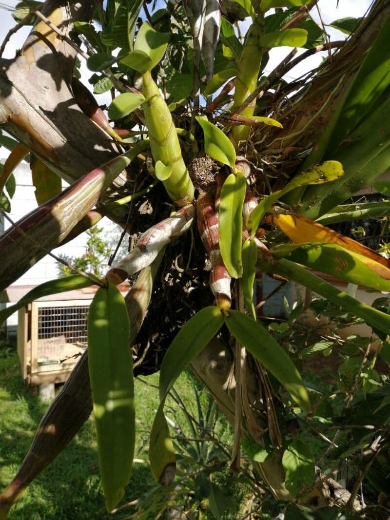 Epidendrum 6