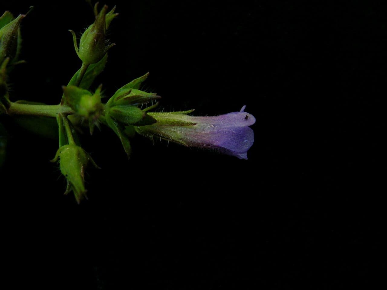 Limnophila 6