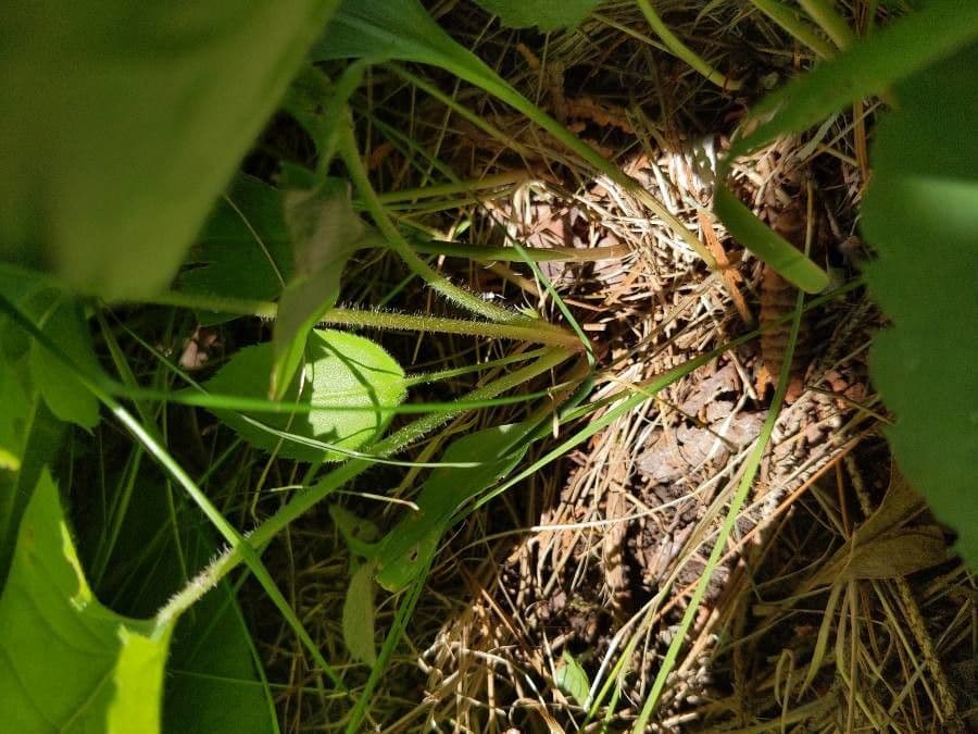 Großblättrige Beraster 17