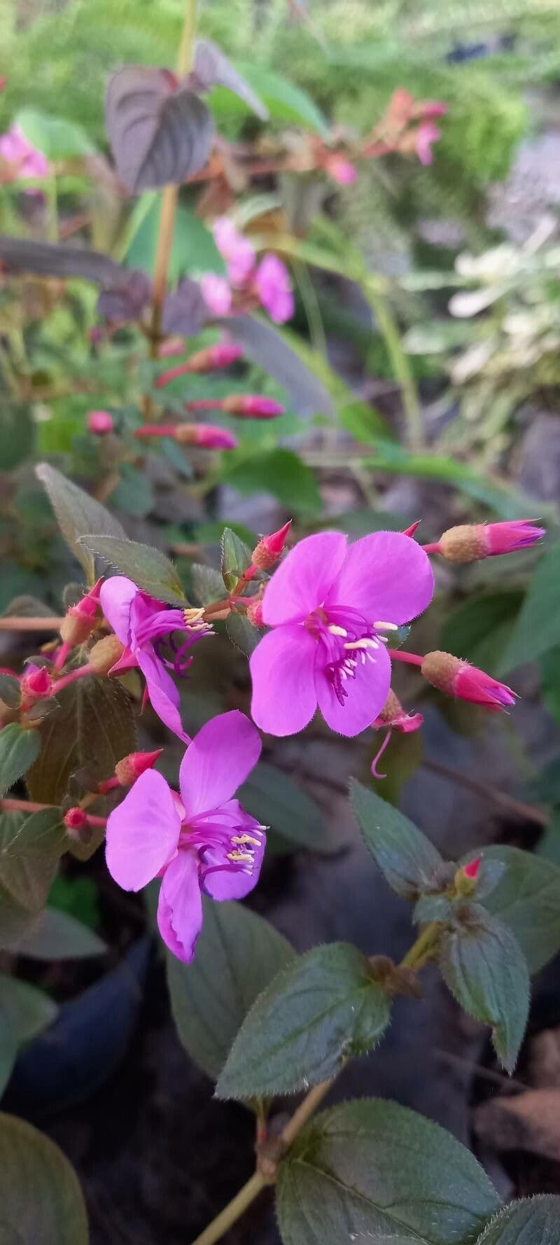 Centradenia 6