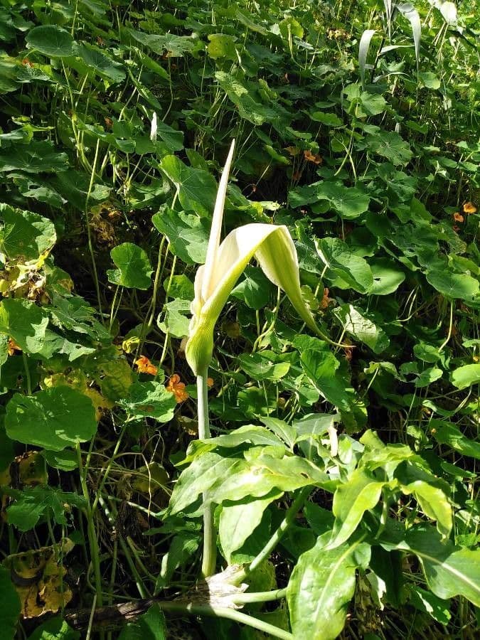Arum dragon 8