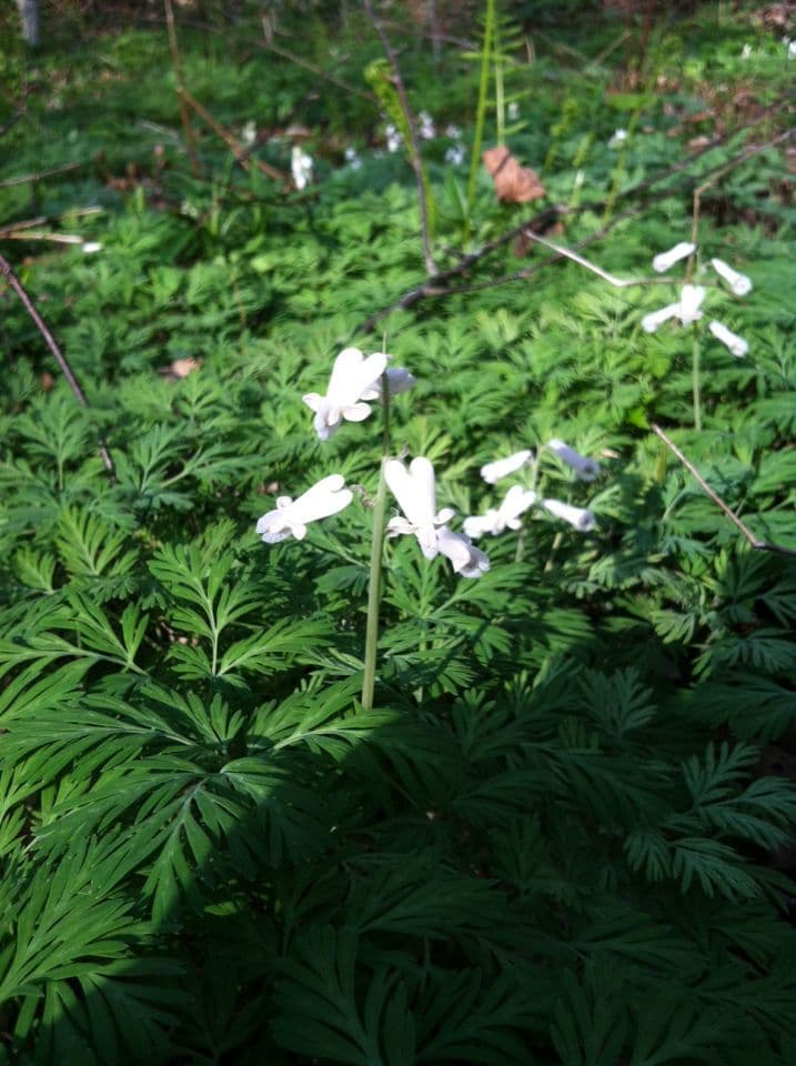Dicentra de capucha 9