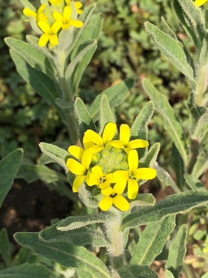 Fibigia clypeata 8