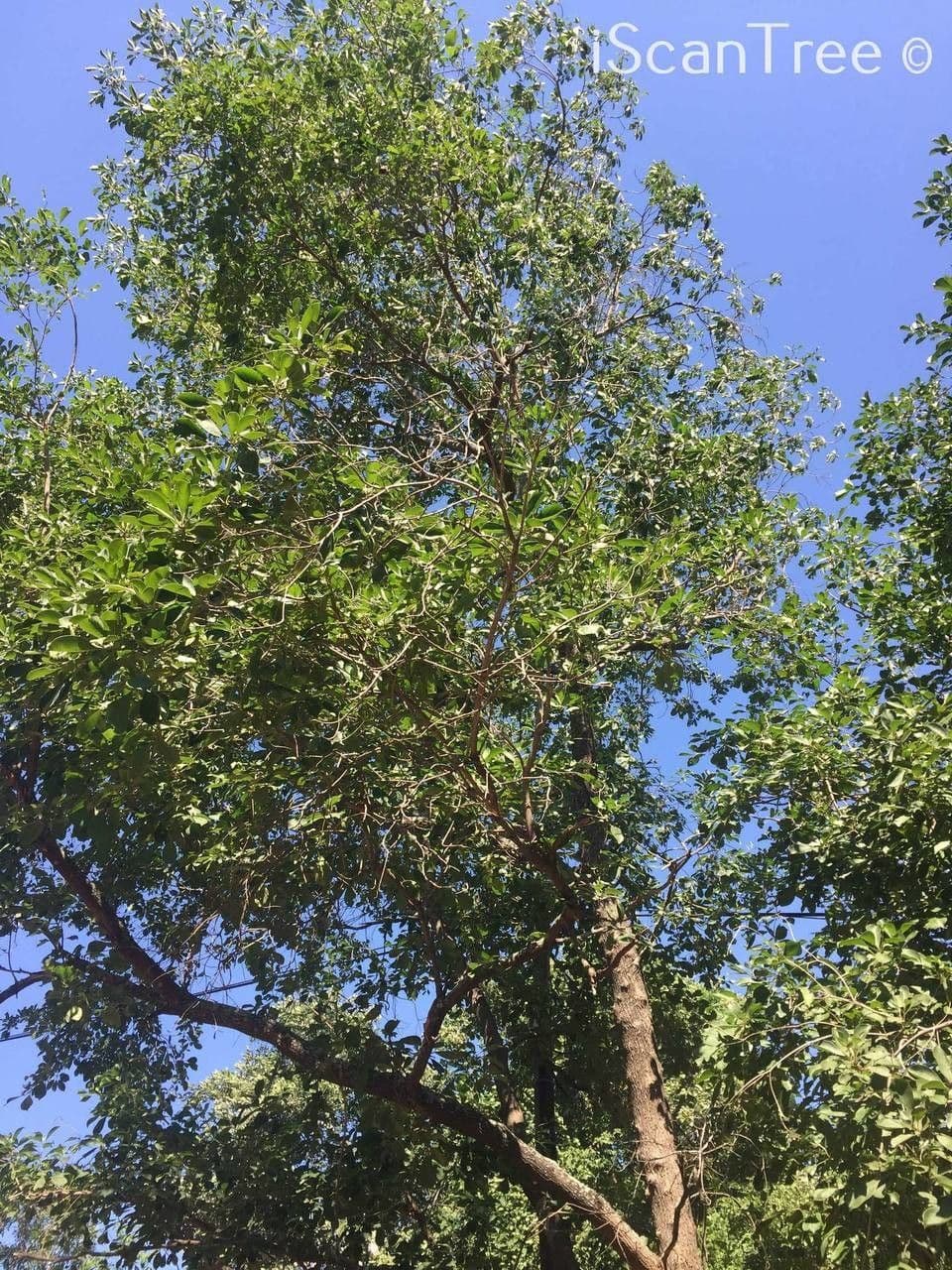 Terminalia 4