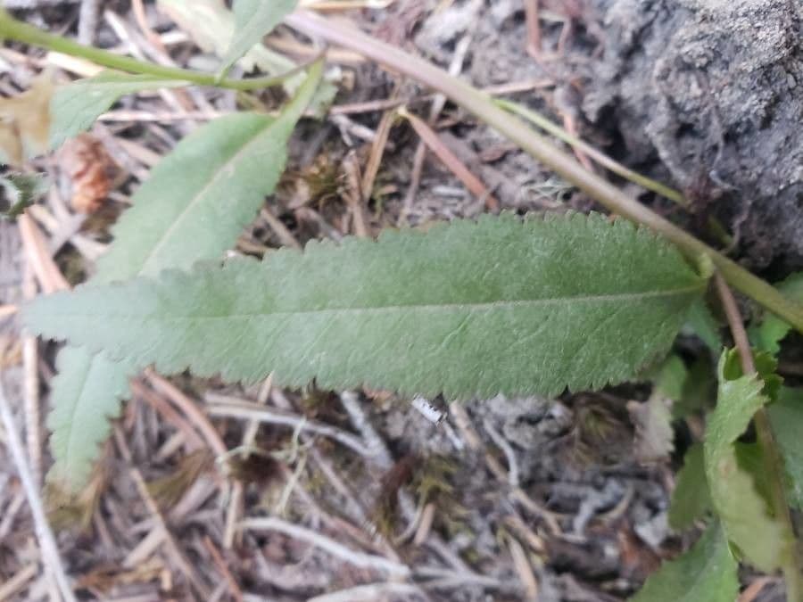 Pediculare a grappoli 16