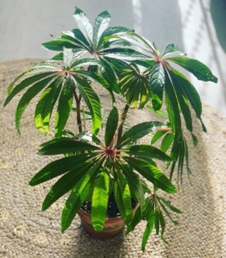 Begonia 10