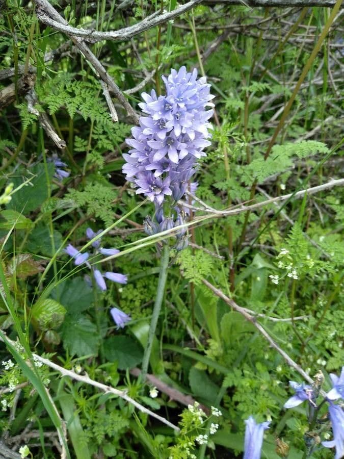 Campanula cervicaria 7