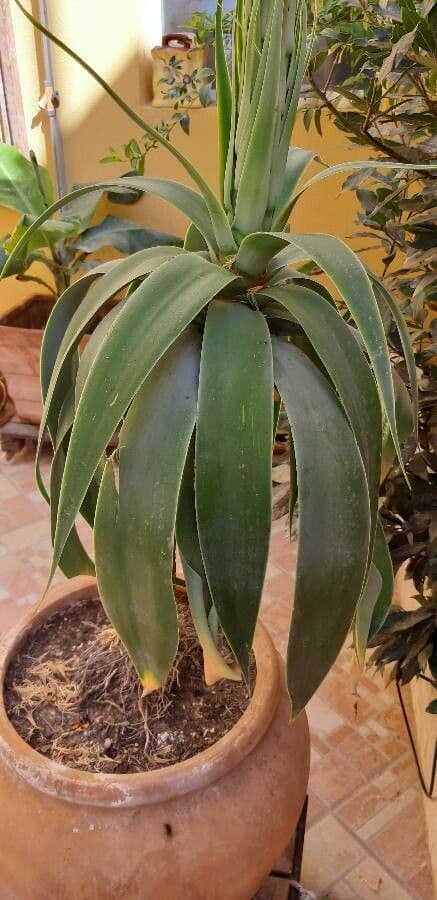 Aloe 7