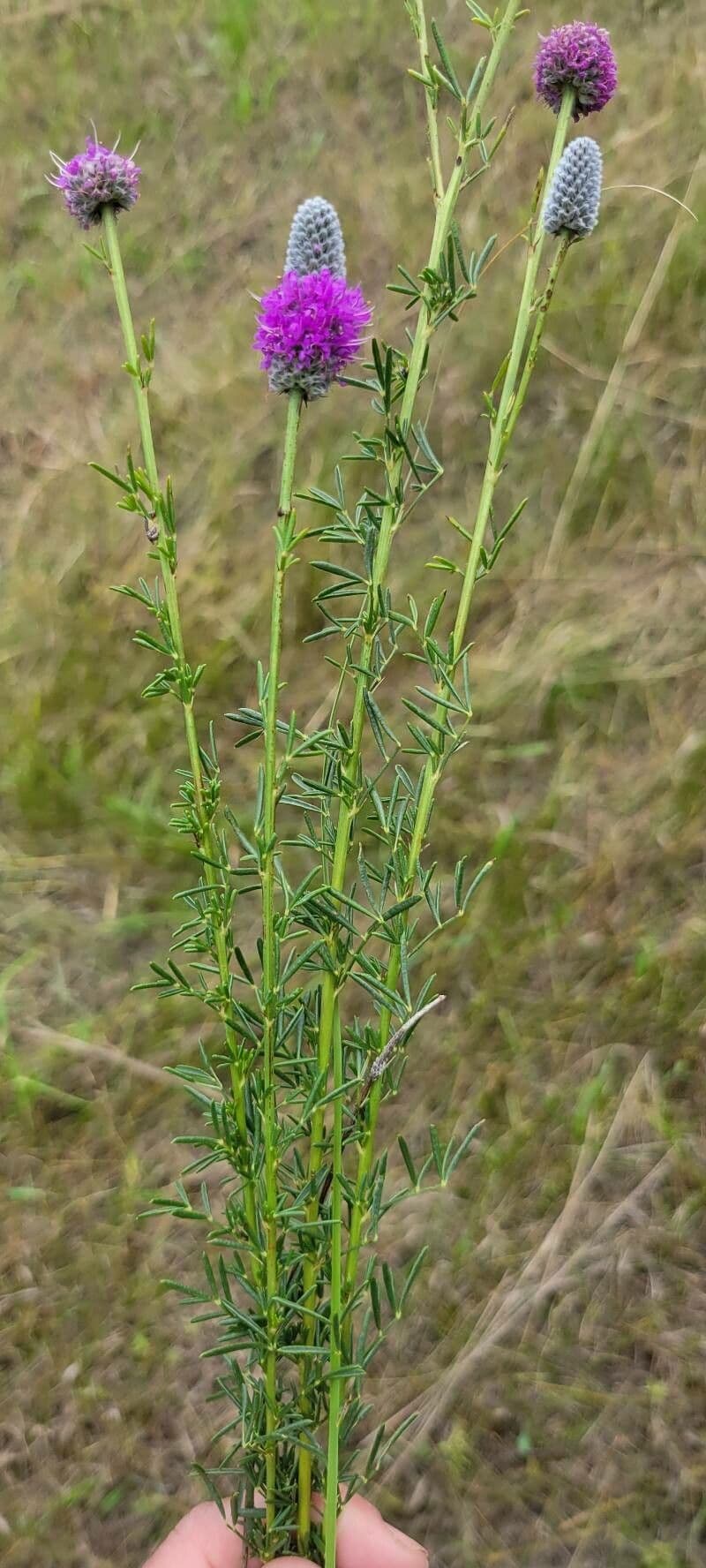 Dalea purpurea 16