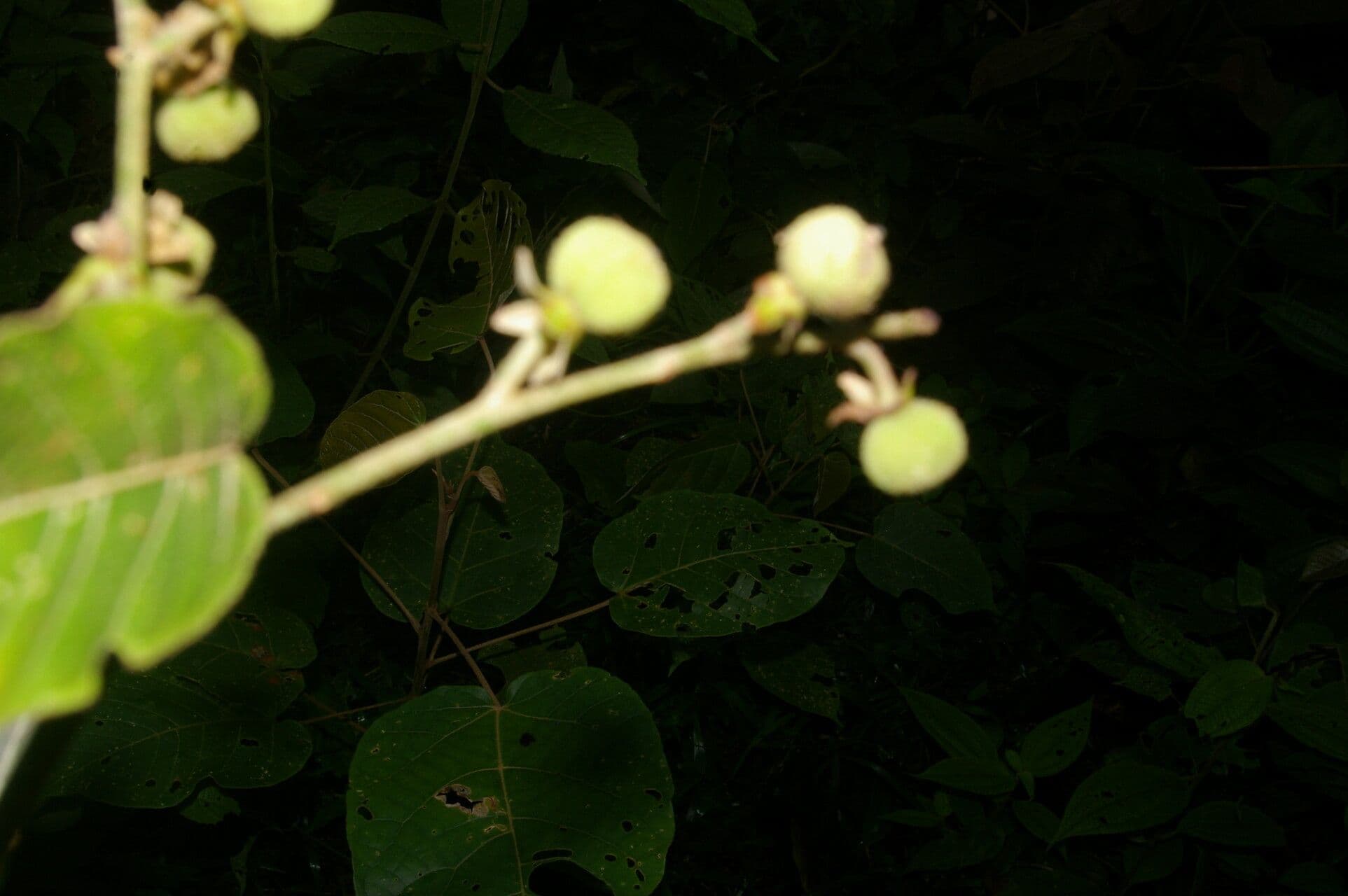 Croton 6