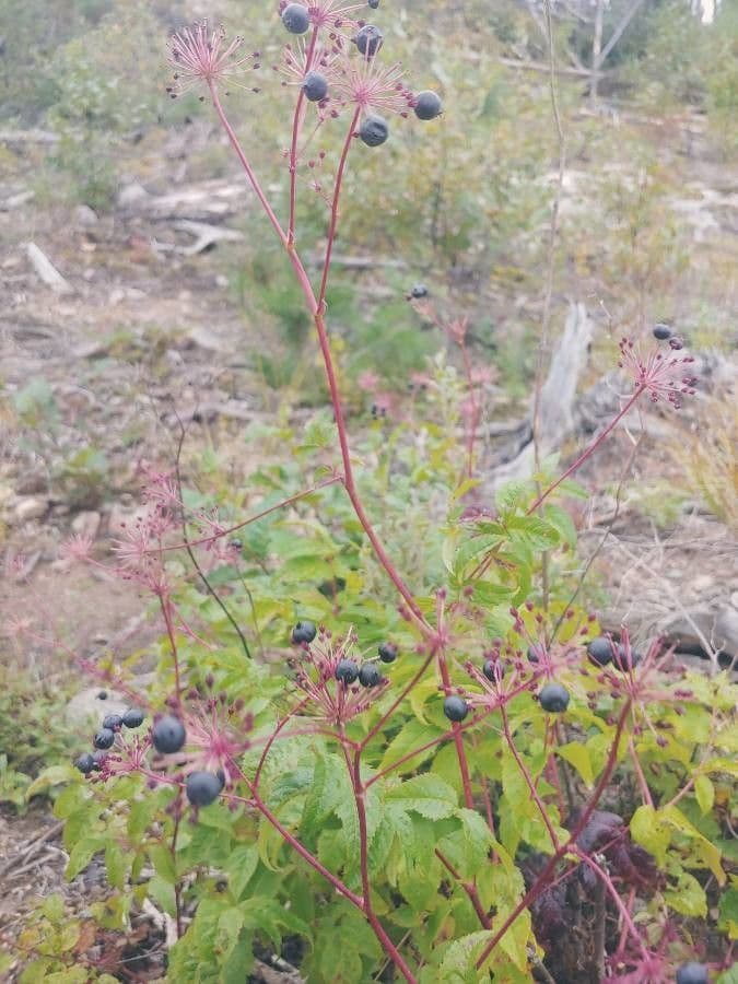 Aralia 3