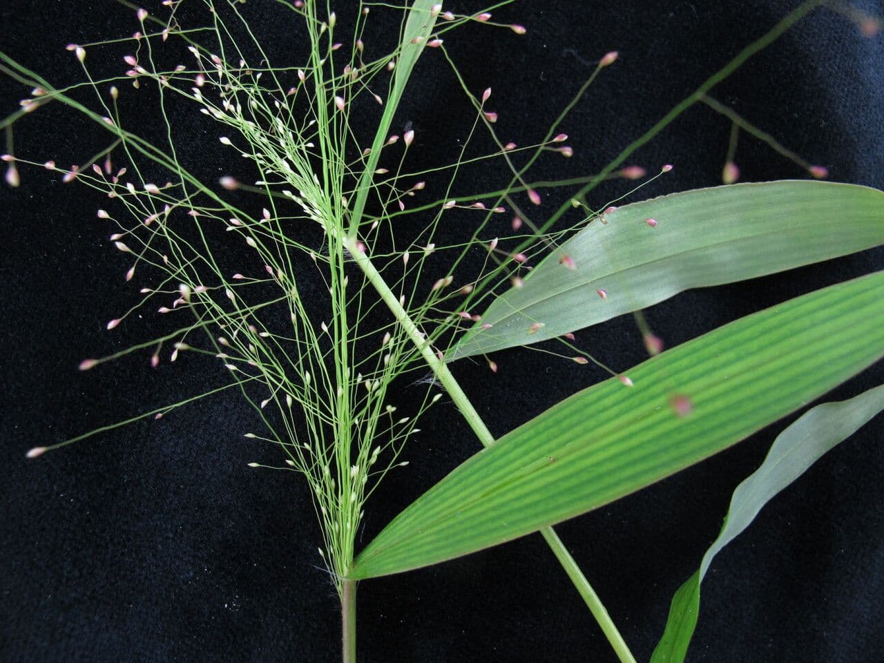 Breitblättriges Bogen-Gras