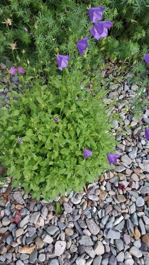Campanula dei Carpazi 17