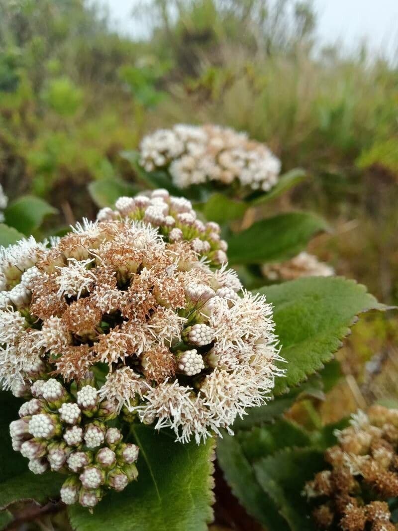 Plum-leaved Baccharis 8