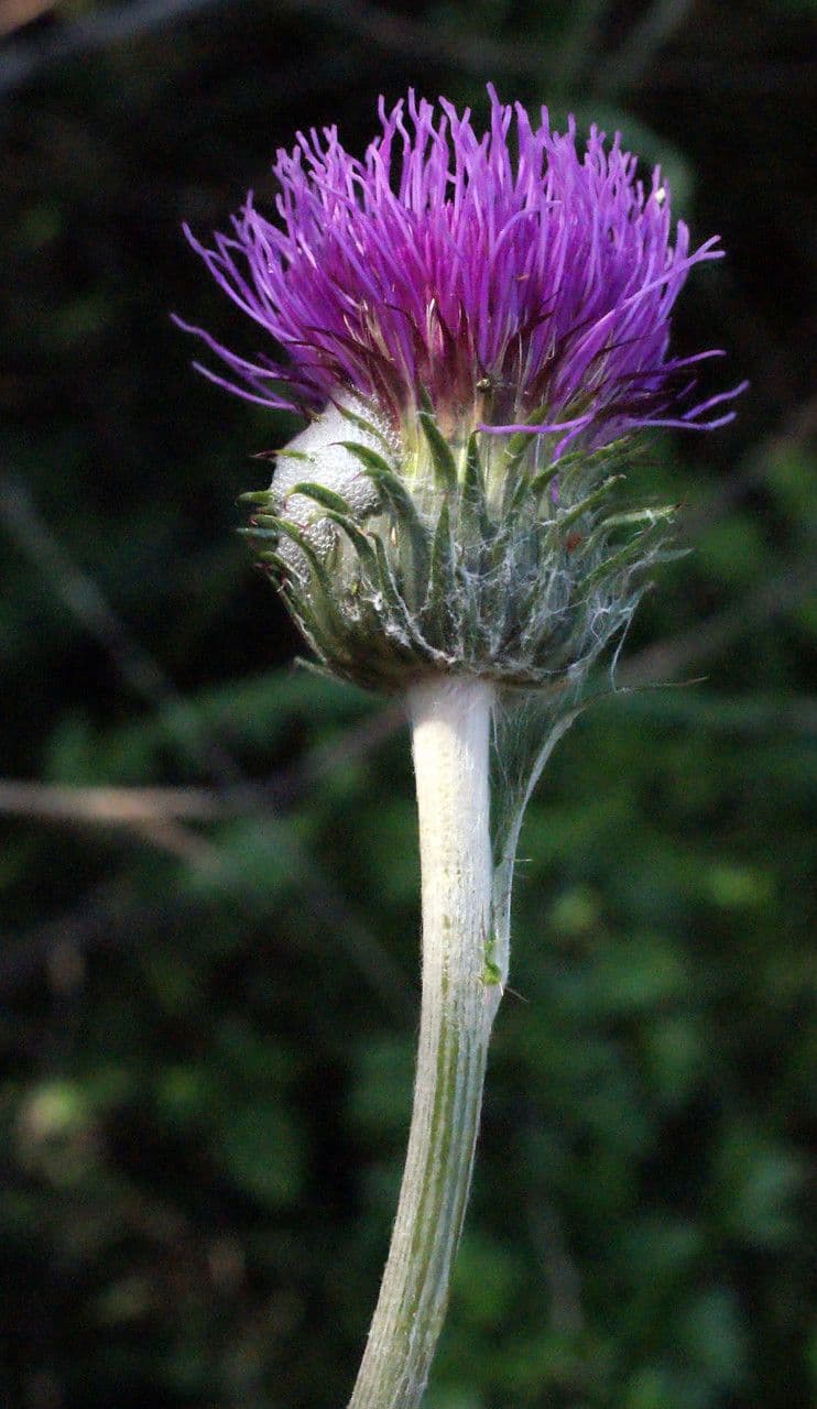 Cirsium filipendulum