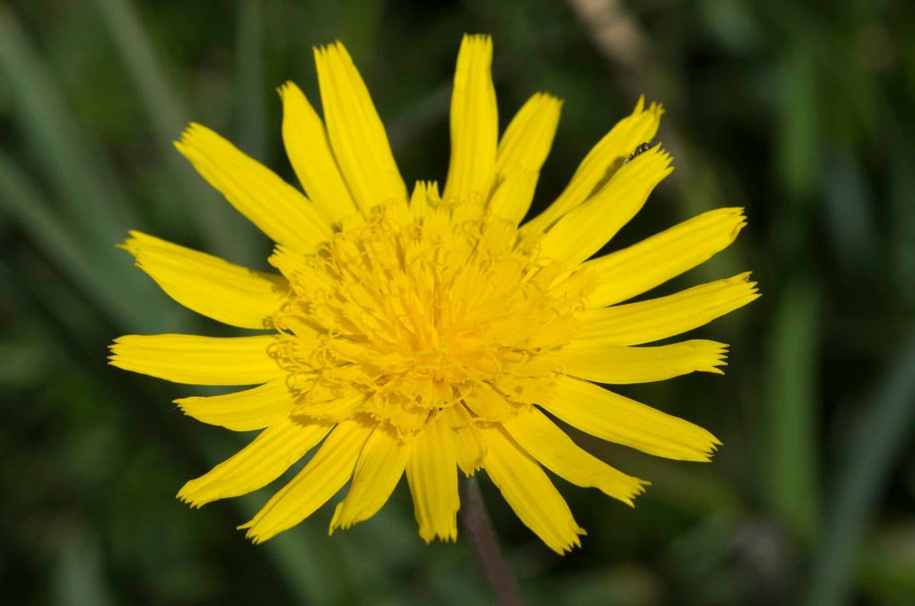 Scorzonera setolosa