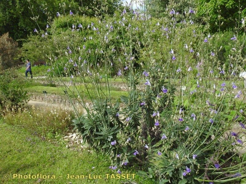 Salvia candelabro 6