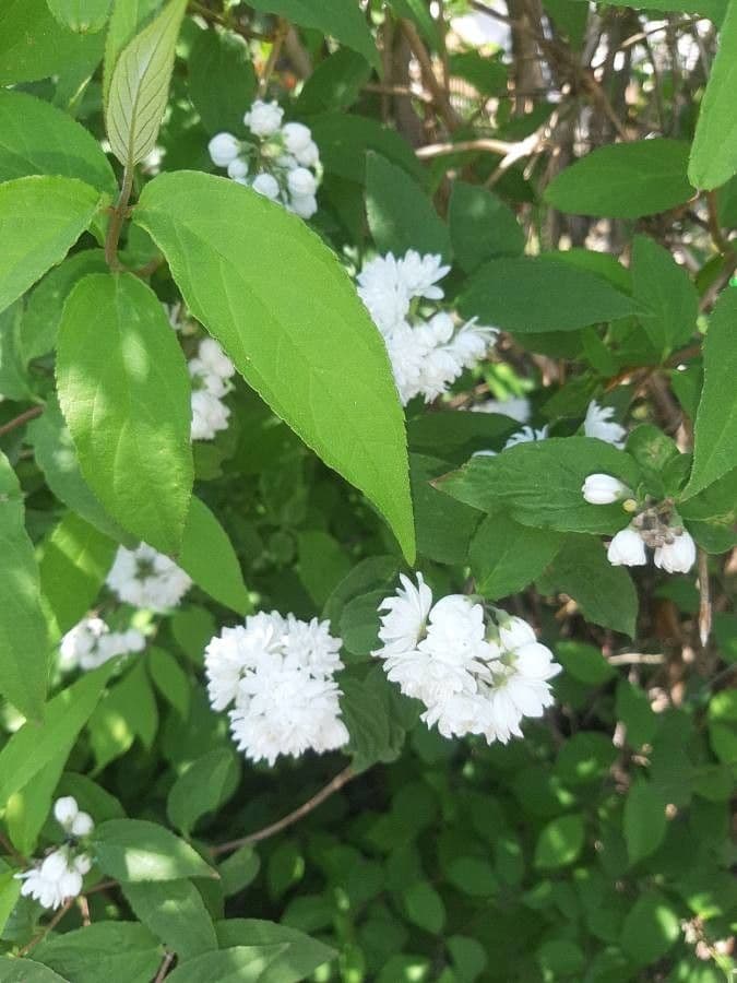 Deutzia 6