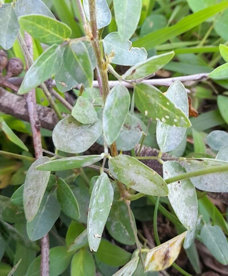 Macroptilium lathyroides 16