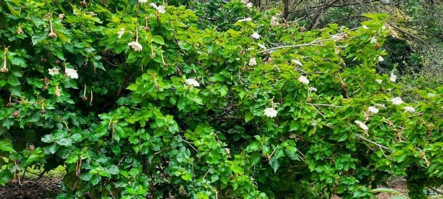 Gardenia 12