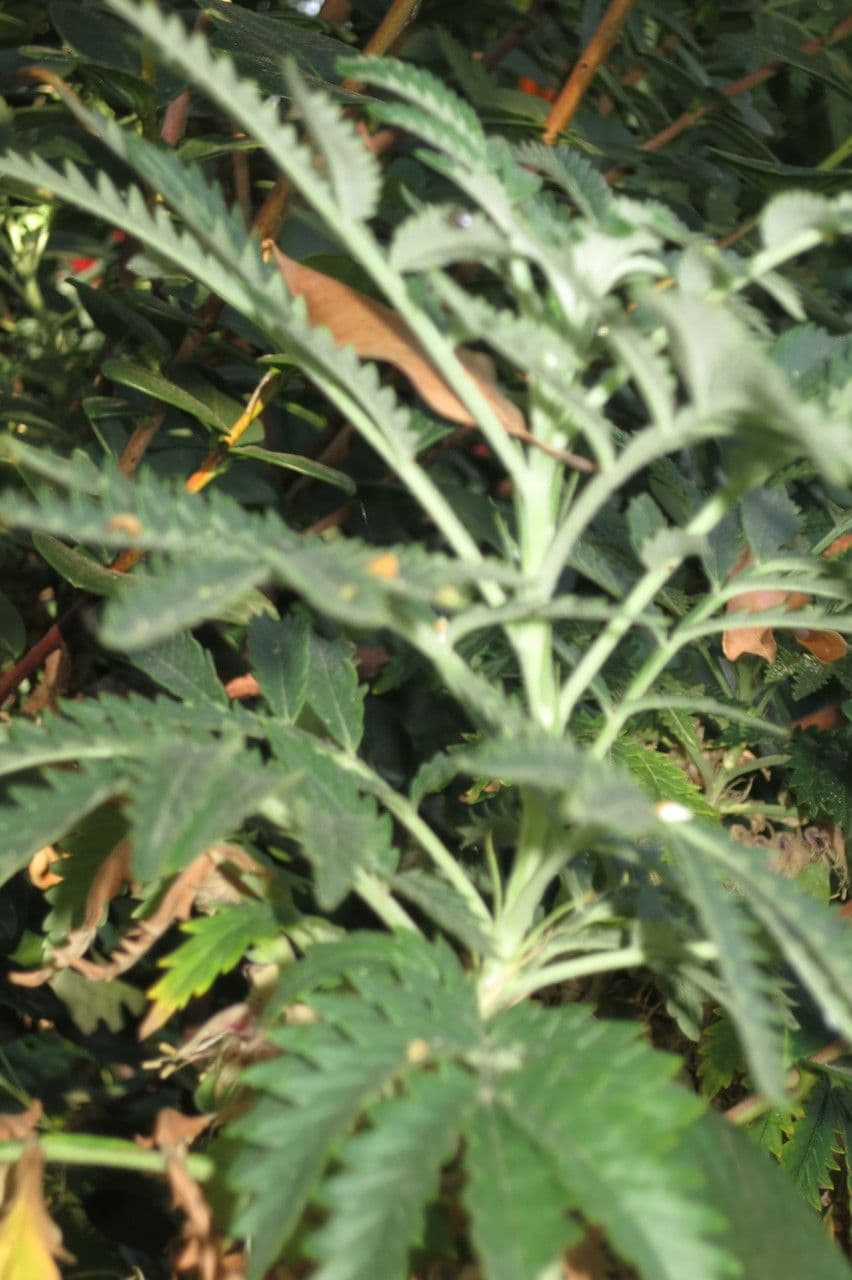 Melianthus 6