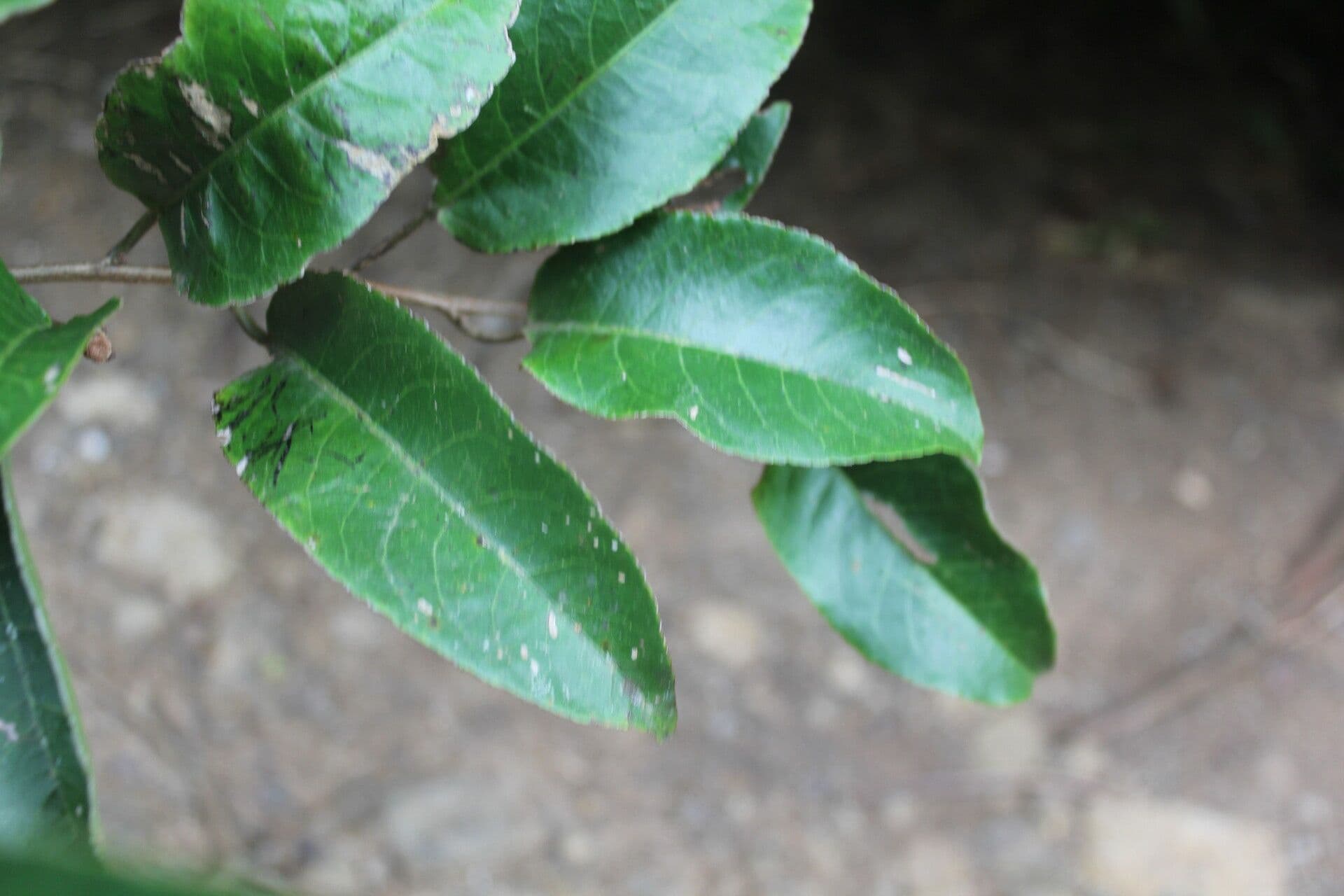 Croton 8