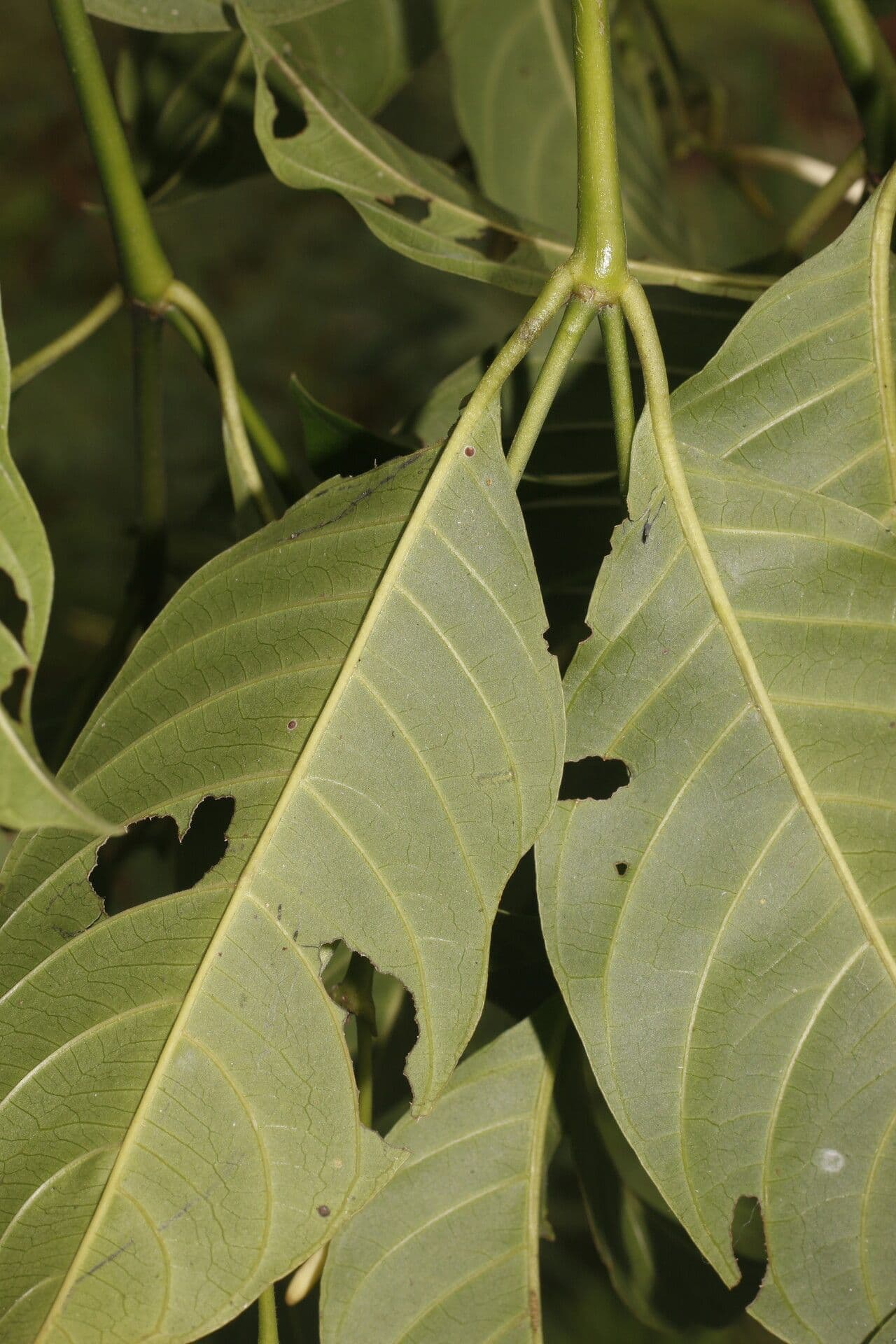Palicourea 8