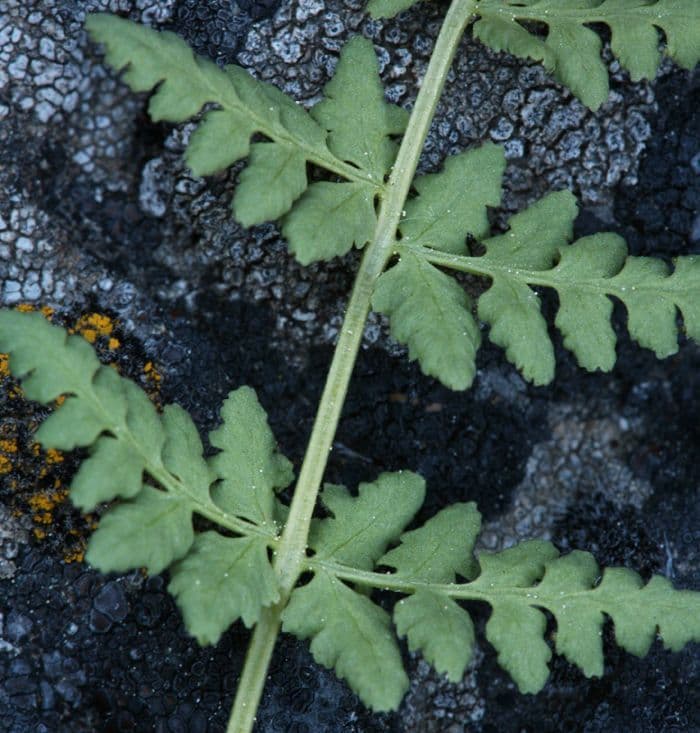 Felce delle scogliere dell'Oregon 8