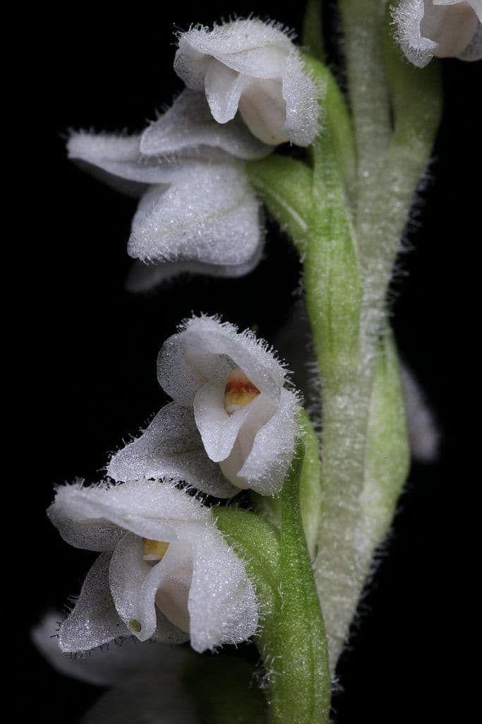 Gudiera 6