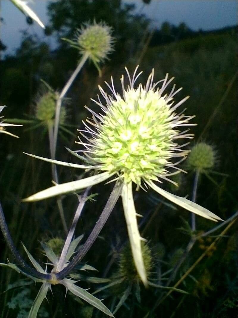 Edeldistel 4