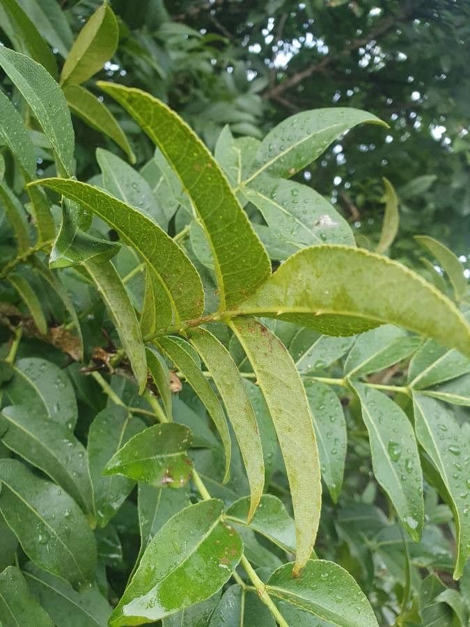 Zanthoxylum 5
