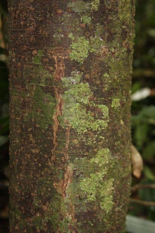 Ocotea 3