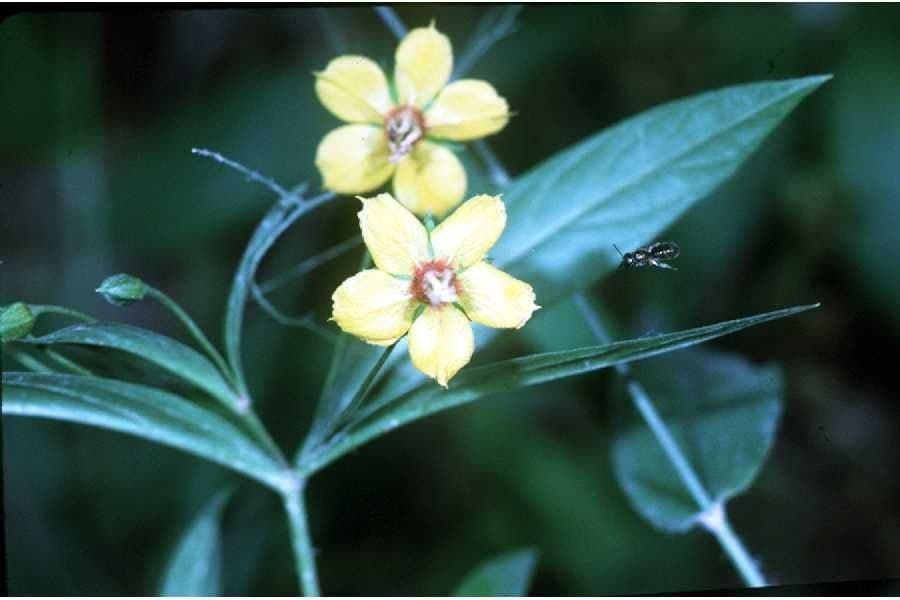 Lisimachia lanceolata 4