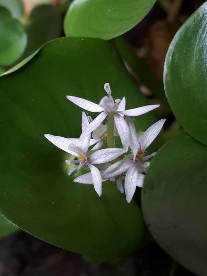 Heteranthera 2