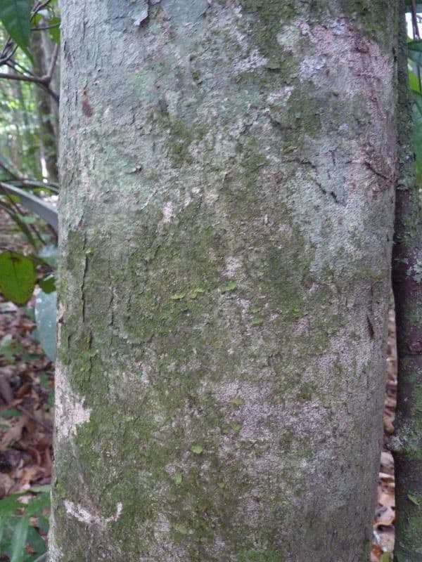 Dialium guianense 14