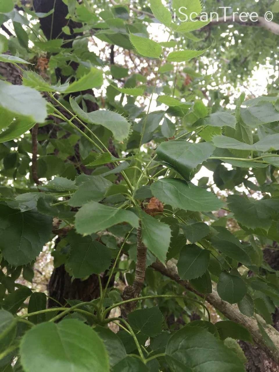 Steganotaenia araliacea 6