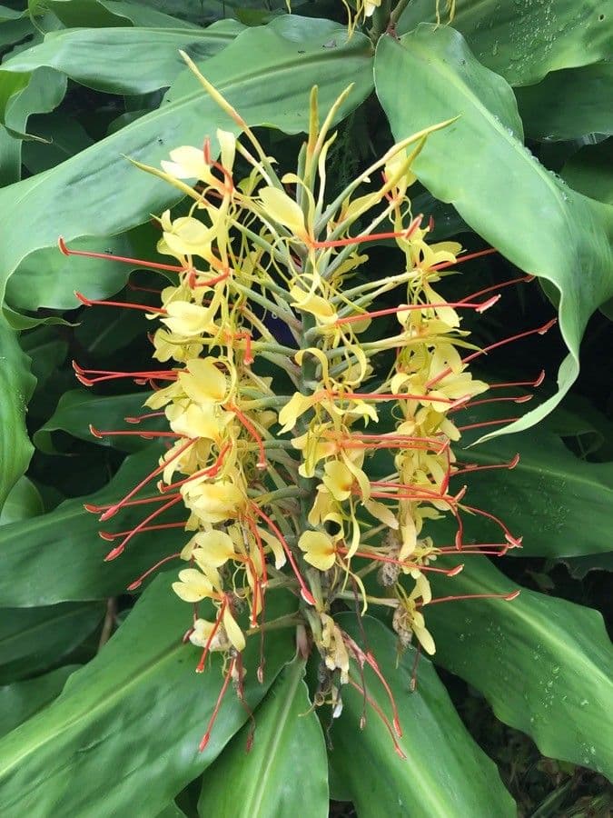 Zázvorník gardnerov 7