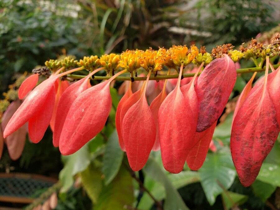 Warszewiczia coccinea 2