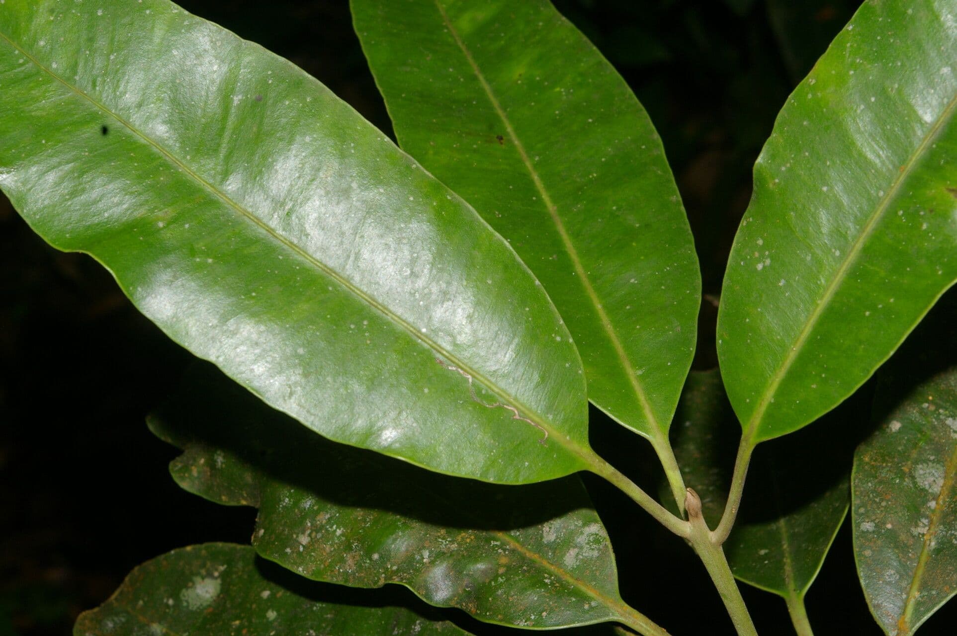 Aspidosperma 4